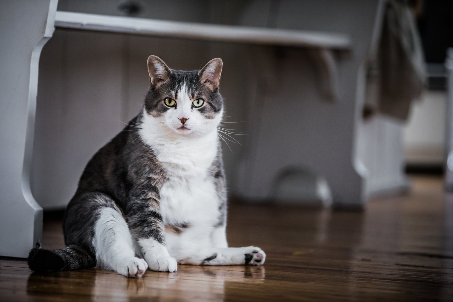 kodėl kačiukas turėtų svorio makroelementų santykis svorio metimo patelėms