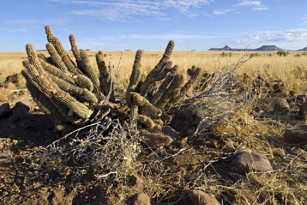 kaktusas svorio netekimas geriausi būdai numesti svorį po 50 metų