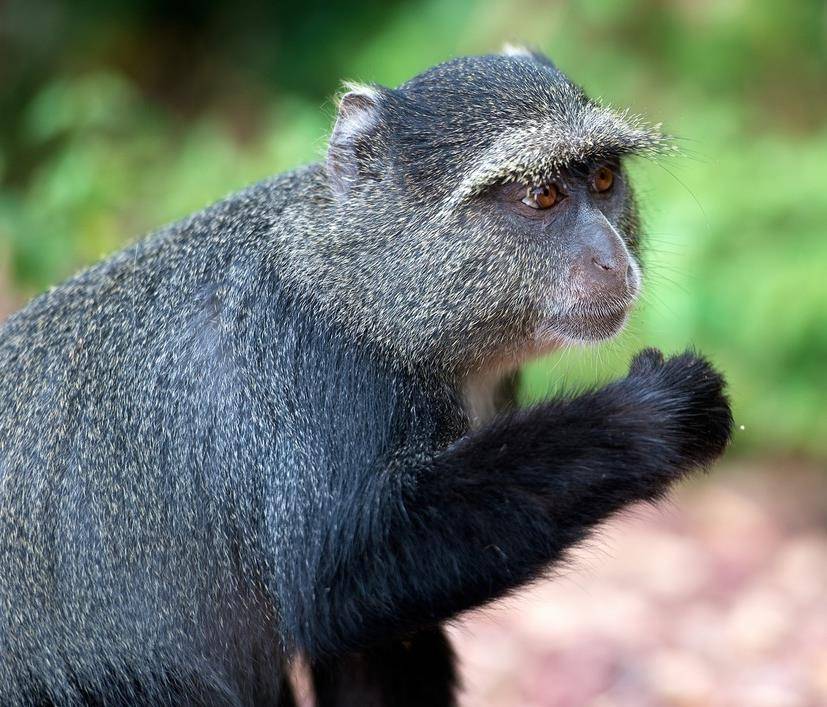 beždžionė praranda svorį geriausi būdai numesti svorį virš 50 metų