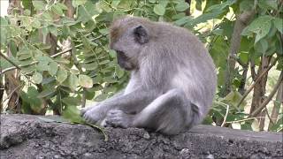 beždžionė praranda svorį padėti numesti svorio virš 50 metų